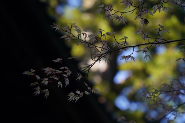 北口本宮冨士浅間神社