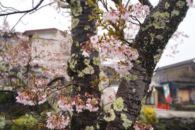 Oshino Hakkai — Eight Springs of Oshino