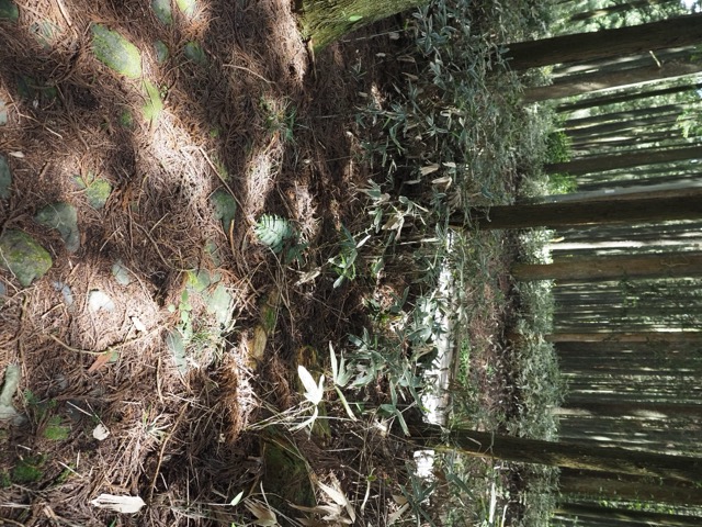 村山浅間神社