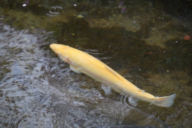 西湖根場