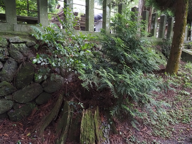 阿蘇山・阿蘇神社・国造神社